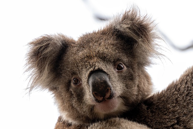 Australia Coal