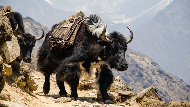 Nepal Renewables