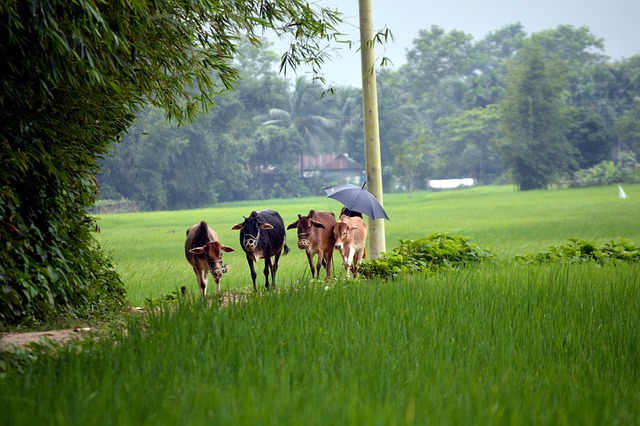 Bangladesh Infrastructure