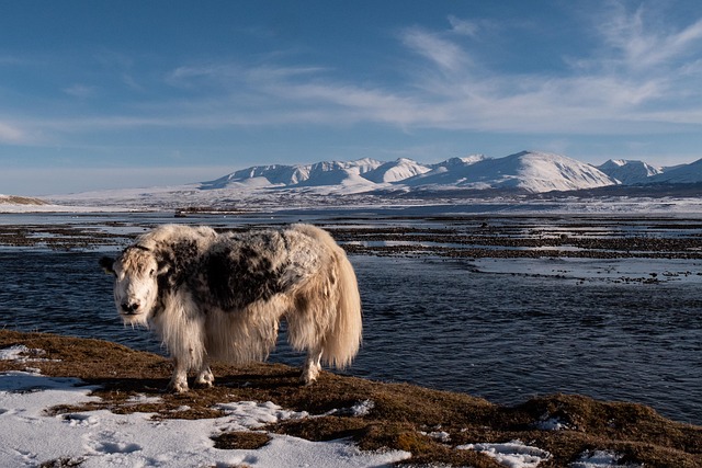 Mongolia Renewables